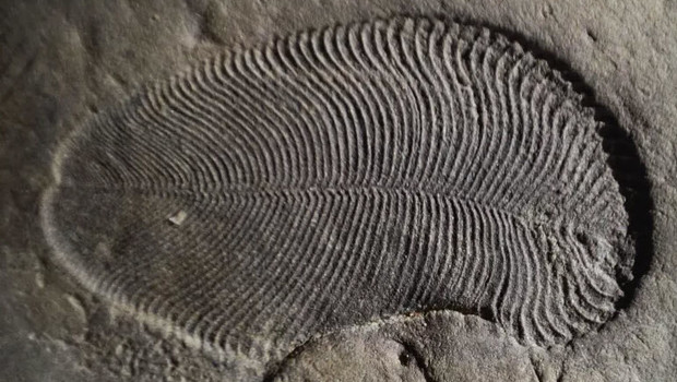 Bilinen en eski hayvan fosili bulundu